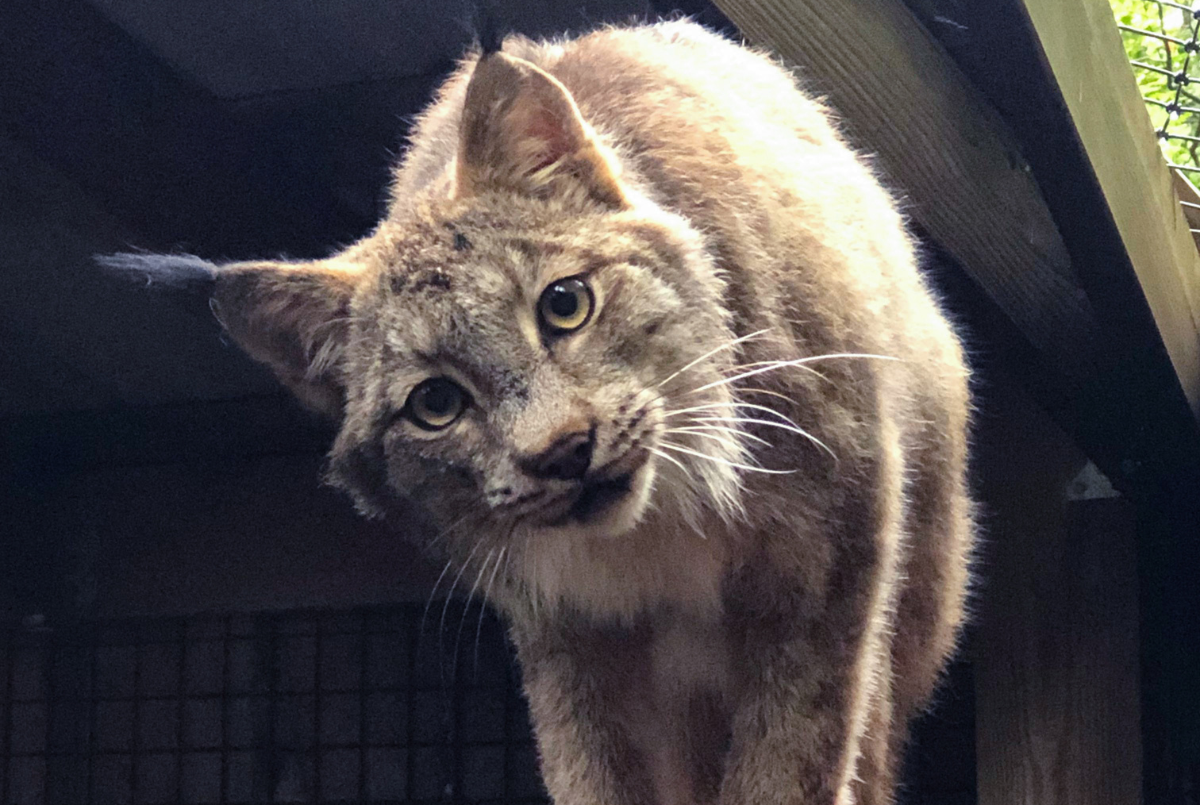 Lynx