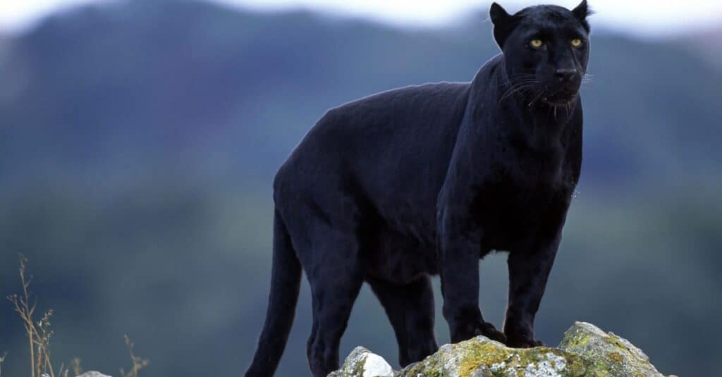 Panther
