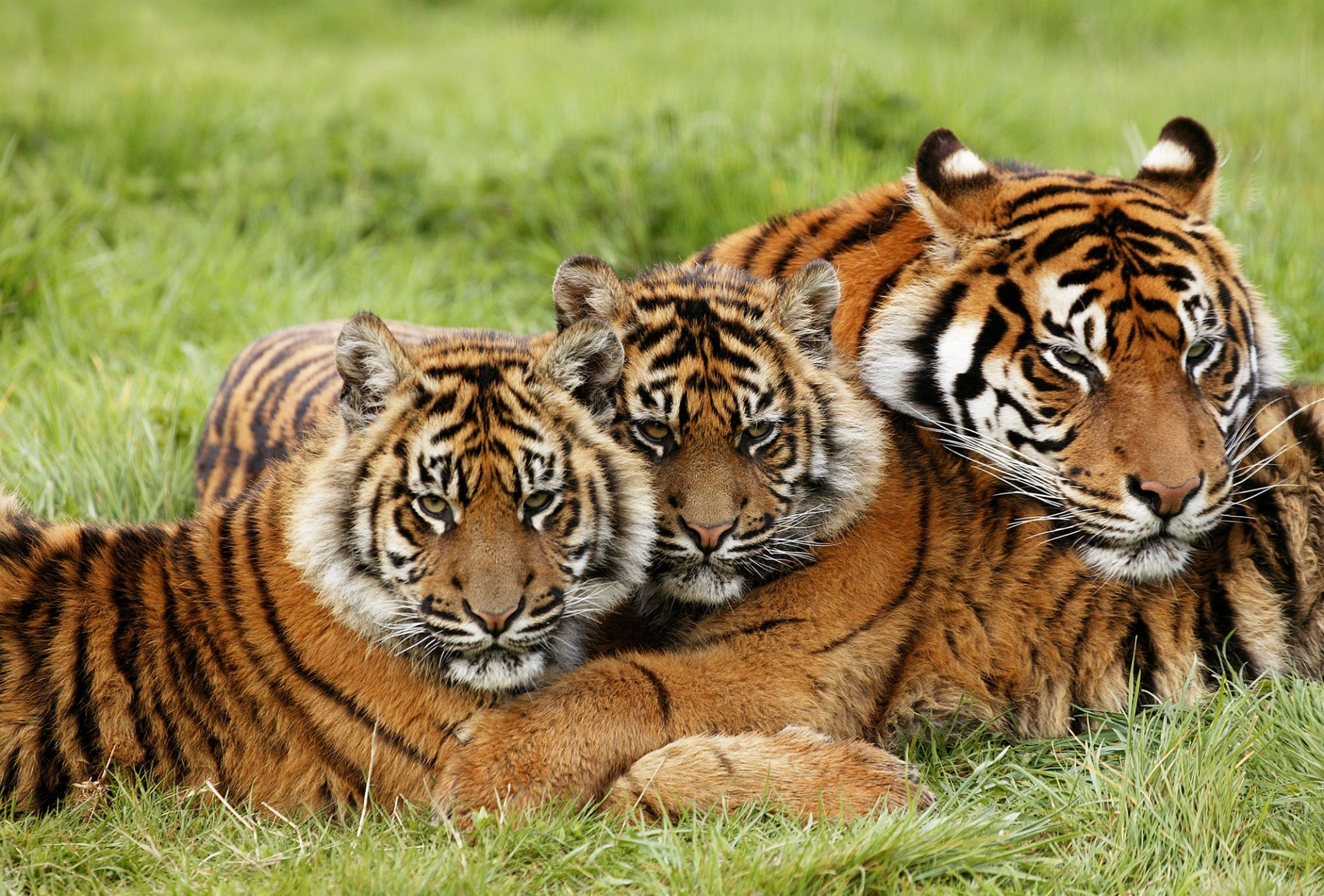 Tiger
